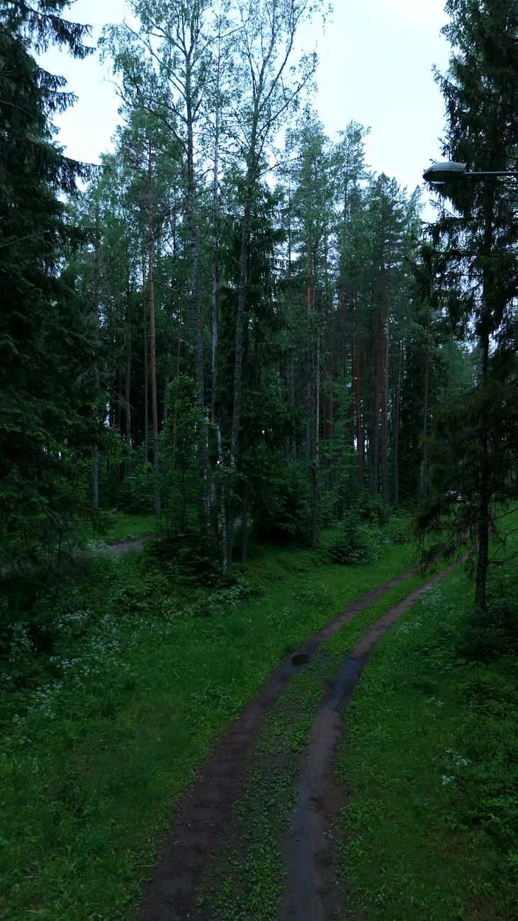 Kõrvemaa metsarada
