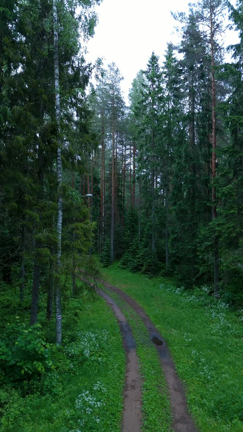 Roheline metsatee Kehra lähedal